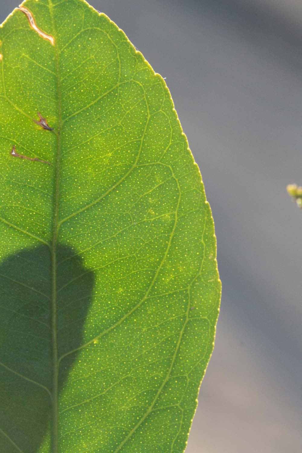              Margin (Riverside, CA)       